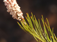 Spatalla mollis