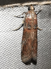 Acrobasis bithynella