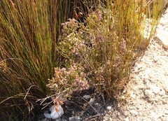 Erica labialis