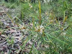 Grevillea linearifolia