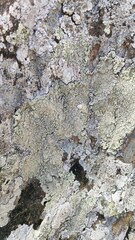 Pertusaria rupicola
