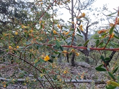 Bossiaea rhombifolia
