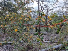 Bossiaea rhombifolia