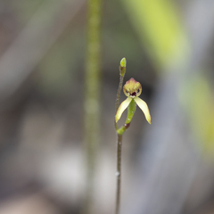 Caladenia transitoria