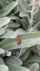 Coccinella septempunctata