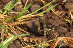Taractrocera maevius