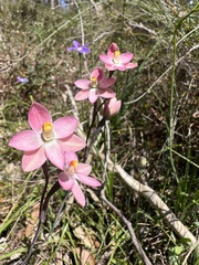 Thelymitra rubra