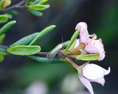 Boronia glabra