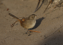 Western Bristlebird photo 4