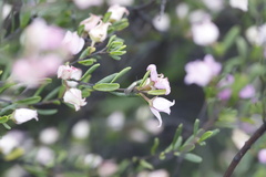 Boronia glabra