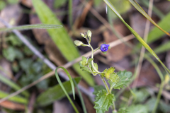 Veronica calycina