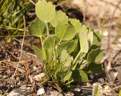 Centella difformis