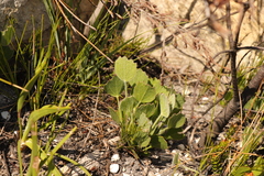 Centella difformis