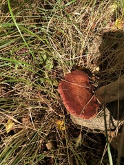 Fistulina hepatica