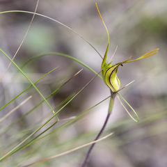 Caladenia tentaculata