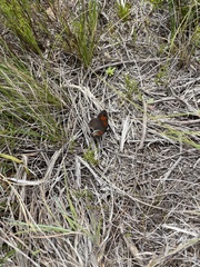 Papilionoidea