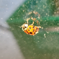 Harmonia axyridis