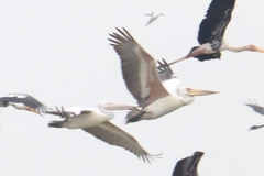 Pelecanus philippensis