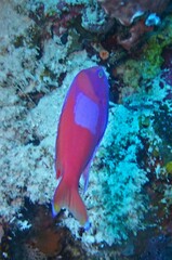 Pseudanthias pleurotaenia