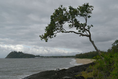 Melaleuca viridiflora