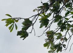 Melaleuca viridiflora