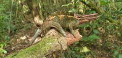 Trioceros