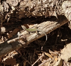 Podarcis muralis nigriventris