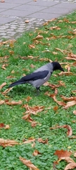 Corvus cornix