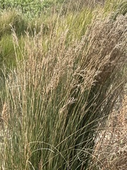 Juncus maritimus