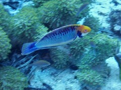 Cirrhilabrus aquamarinus