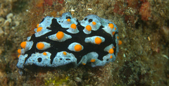 Phyllidia picta