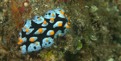 Phyllidia picta