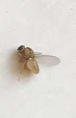 Thaumatomyia notata