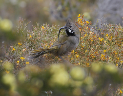 Psophodes nigrogularis