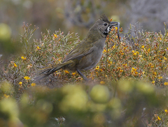 Psophodes nigrogularis