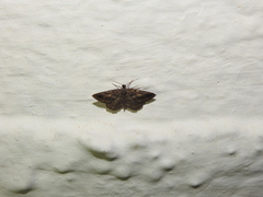Rhoptria asperaria