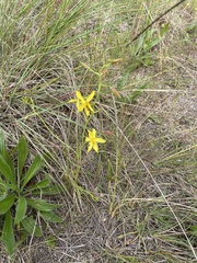 Cyanella lutea