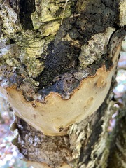 Fomitiporia punctata