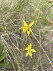 Cyanella lutea