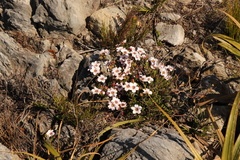 Adenandra uniflora
