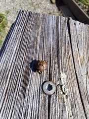 Onthophagus coenobita