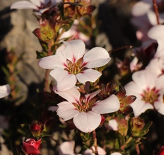 Adenandra uniflora