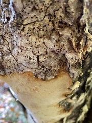 Fomitiporia punctata