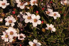 Adenandra uniflora