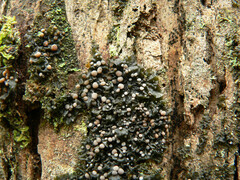 Collema leucocarpum