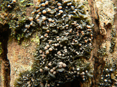 Collema leucocarpum