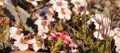 Adenandra uniflora