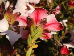 Adenandra uniflora
