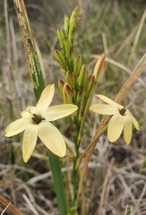 Ixia paniculata