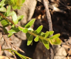 Adenandra uniflora